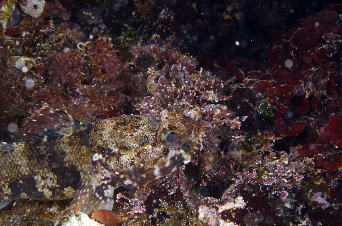Gobidi da determinare (G.incognitus, G.cobitis, G.paganellus)